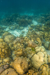 Coral Reef and Tropical Fish While Snorkeling at Phi Phi Islands, Thailand