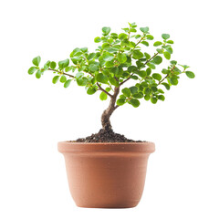 small green bonsai tree in terracotta pot, showcasing vibrant leaves and twisted trunk, adds touch of nature to any space
