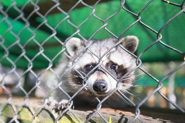 raccoon in a cage, zoo, wildlife sad animal in a cage