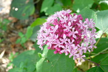 Clerodendrum bungei Steud in full blooming