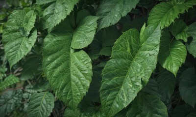 Close-up of vibrant green leaves, showing intricate vein details , environment, vegetation, growth