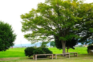 bench on the side of a rice field	
