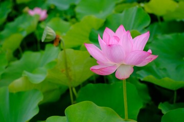 pink lotus in full blooming	