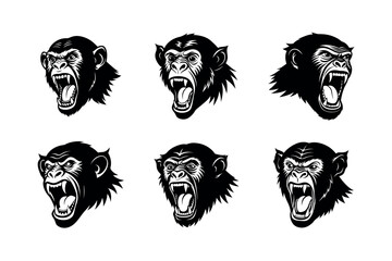 angry chimpanzee baring teeth on white background 