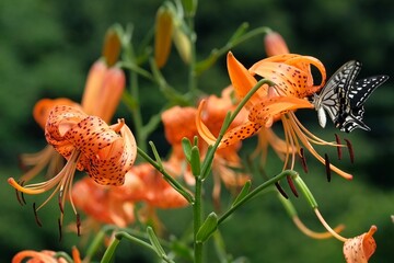 A swallowtail butterfly sucking nectar from a tiger lily