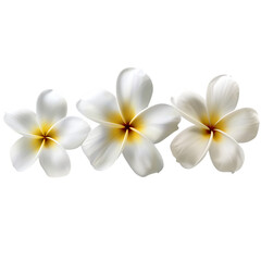 Fototapeta premium White frangipani flowers isolated on white background with fresh tropical blossoms