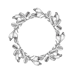 Cashew branch wreath with fruits and seeds. Hand drawn ink vector illustrations. Template for label design of vegetarian products, desserts and nuts