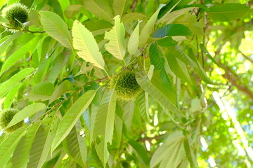 chestnut in its burr on the branch