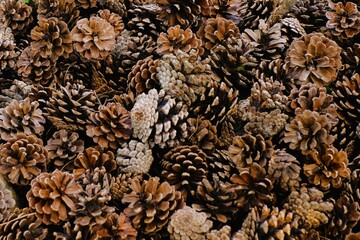 close up of pine cones on the ground