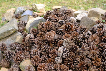 close up of pine cones on the ground