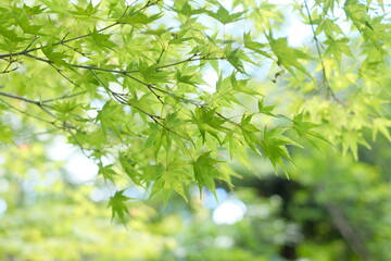 green leaves of Acer palmatum in spring	