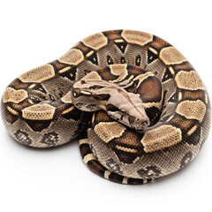 Obraz premium Large ball python rests in a coiled position on a clean surface, displaying its distinctive patterns and colors