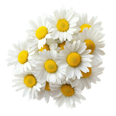 Fototapeta premium Fresh white daisies with bright yellow centers arranged beautifully, symbolizing purity and joy. Perfect for floral arrangements or nature themed designs