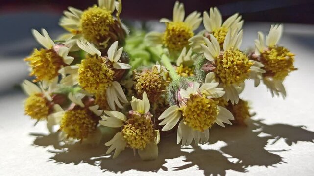 bidens pilosa flowers on white backgorund