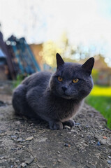 Contemplative Gray Cat: Feline Presence Amidst Natural Beauty
Concept: Contemplation, solitude, nature's companionship