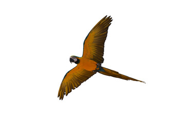 blue gold macaw parrot isolated on white background. This has clipping path.