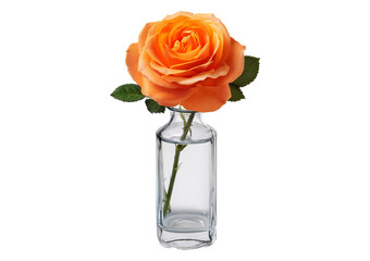 Fototapeta premium Orange rose in glass vase, isolated on transparent background