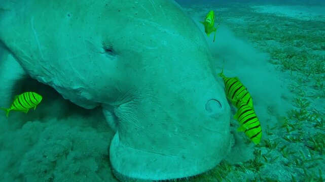 Portrait of Sea Cow accompanied by school of Golden kingfish actively eating sea grass on seabed, Slow motion of Sea Cow, Dugong dugon with Golden Trevally, Gnathanodon speciosus
