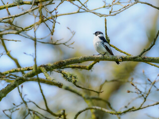 Collared Flycatcher resting on spring branch