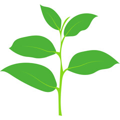 Green Tea Leaves