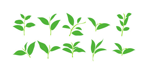 Green Tea Leaves