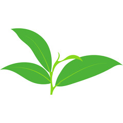 Green Tea Leaves