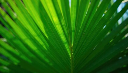 Obraz premium Deep green palm leaf, radiating lines, sunlit surface , summer, tropical pattern