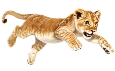 A cute lion cub jumping, with a transparent background and a white