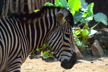 zebra in zoo