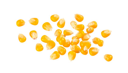 Healthy yellow corn on white background
