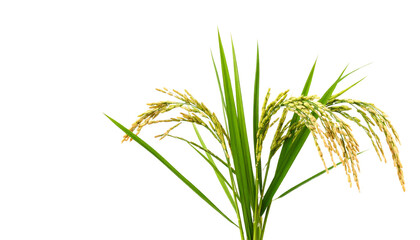 Naklejka premium Green leafy tree isolated on white background. 