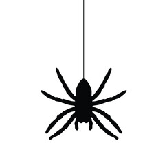 Obraz premium Black spider silhouette. Vector illustration isolated on white background