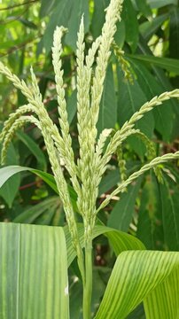 corn flower