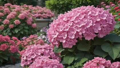 Large pink hydrangea surrounded by colorful annuals, garden setting , purple, bee