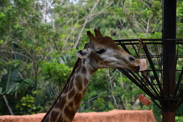 giraffe in the zoo