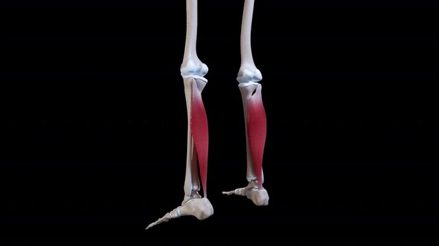 Soleus Muscle Movement