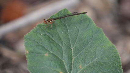 Damselfly Resting on a Green Leaf