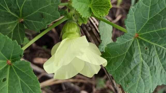 Abelmoschus esculentus Moench