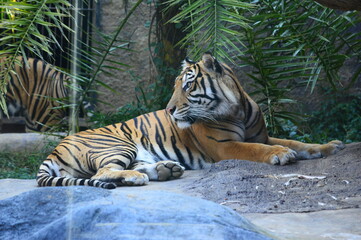 tiger in the zoo