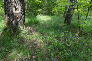 Sunlit forest floor with birch trees and green grass