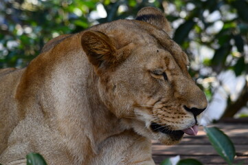 Obraz premium portrait of a lion