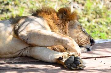 Naklejka premium lion cub lying in the grass