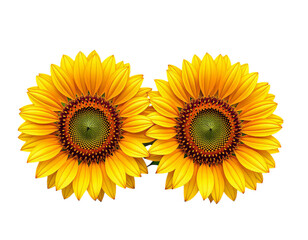 Naklejka premium Bright Yellow Sunflower, Isolated Transparent Background, Design Element
