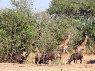 Giraffe with Buffalo