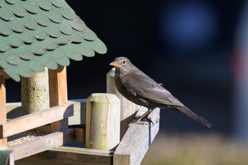Birds