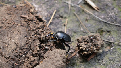 Dung Beetle Feeding on Animal Faeces in a  Natural Environment
