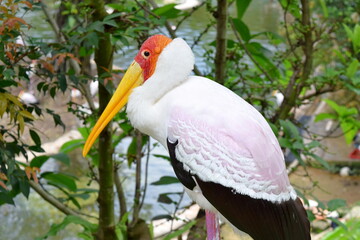 Close-Up of a Yellow-Billed Stork in KL Bird Park, Malaysia	