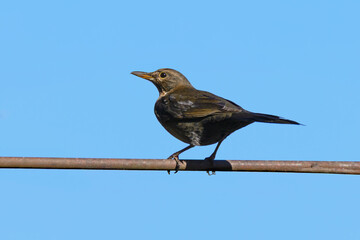 Birds