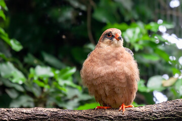 A red-footed falcon (Falco vespertinus) perched on a branch, surrounded by lush green foliage. 