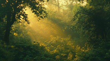 Serene Sunlight Streaming Through Lush Green Forest Vegetation in Early Morning Misty Atmosphere